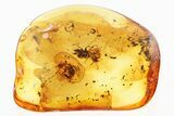 Three Detailed Fossil Ants (Formicinae & Myrmicinae) In Baltic Amber #307338-2